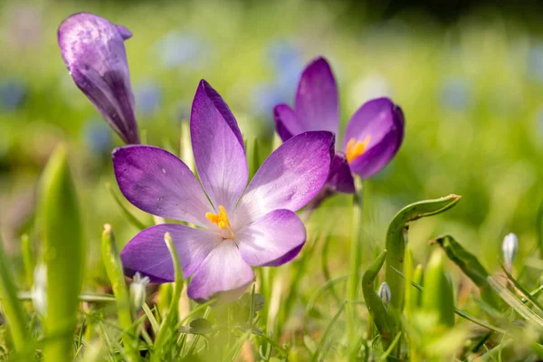 Nahaufnahme Von Krokusblüten Frühling Frankfurt — Stockfoto