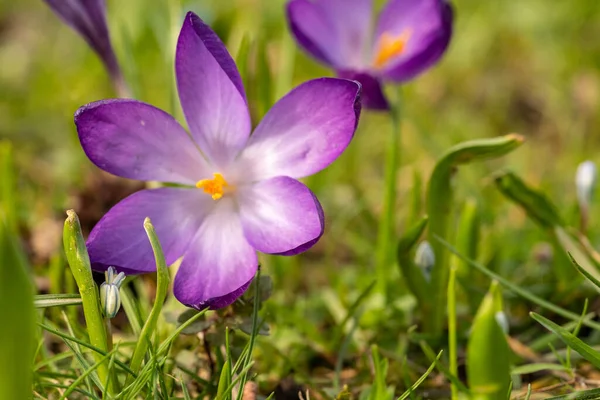 Close Makro Shot Crocus Flowers Spring Time Frankfurt Royalty Free Stock Images