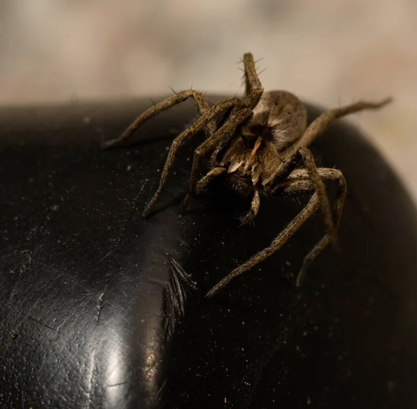 Wolf Spider Sitting Black Chair Spring Time Hessen Germany — Stock Photo, Image