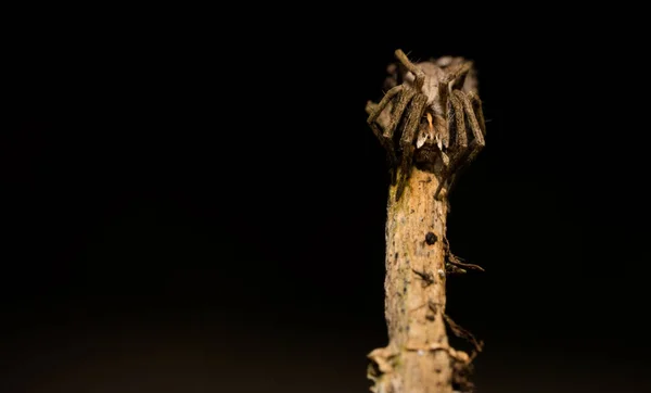 Araña Lobo Sentado Palo Madera Primavera Hessen Alemania —  Fotos de Stock