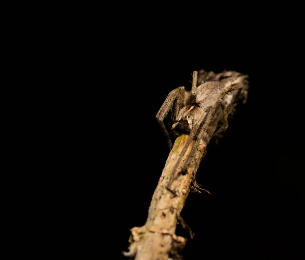 Araña Lobo Sentado Palo Madera Primavera Hessen Alemania —  Fotos de Stock