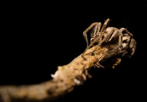 Αράχνη Λύκος Κάθεται Ένα Ξύλο Ραβδί Την Άνοιξη Hessen Γερμανία — Φωτογραφία Αρχείου