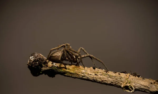 Αράχνη Λύκος Κάθεται Ένα Ξύλο Ραβδί Την Άνοιξη Hessen Γερμανία — Φωτογραφία Αρχείου
