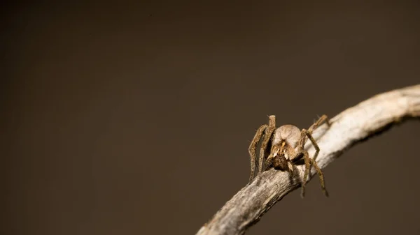 Araña Lobo Sentado Palo Madera Primavera Hessen Alemania —  Fotos de Stock