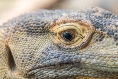 Frankfurt am Main, Almanya 'daki hayvanat bahçesinde bir iguananın yakın çekimi