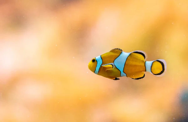 Gros Plan Célèbre Poisson Clown Némo Dans Zoo Francfort Allemagne — Photo