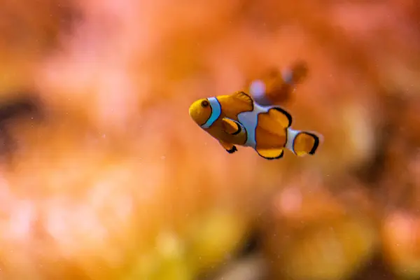 Primo Piano Del Famoso Pesce Pagliaccio Nemo Nello Zoo Francoforte — Foto Stock