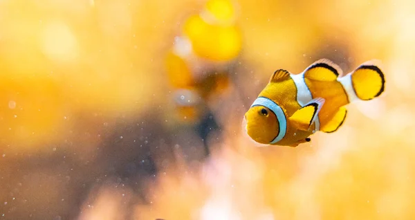 Gros Plan Célèbre Poisson Clown Némo Dans Zoo Francfort Allemagne — Photo