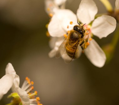 İlkbaharda kiraz çiçeklerinden polen toplayan bir arı.