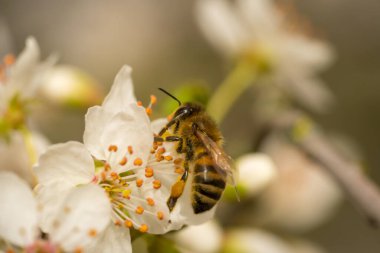İlkbaharda kiraz çiçeklerinden polen toplayan bir arı.