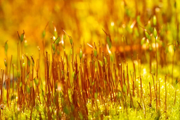 Close Fresh Moss Seedlings — Stock Photo, Image