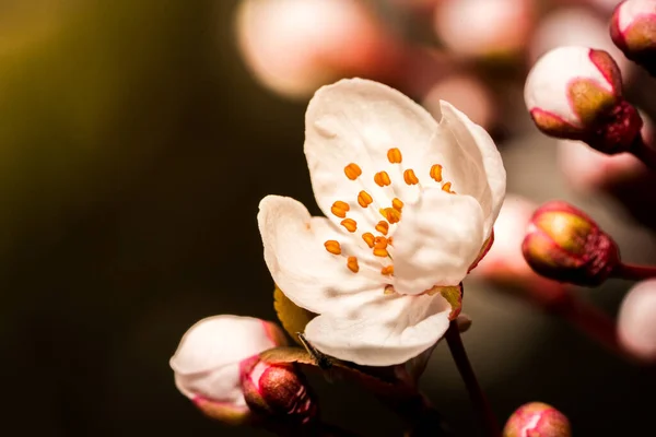 太陽の光を探す野生の桜 — ストック写真