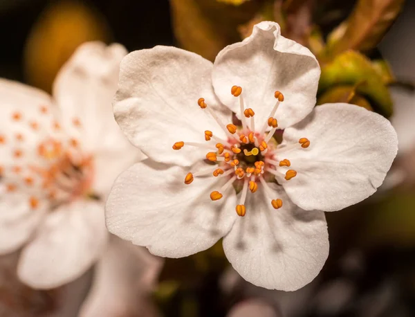 Wild Cherry Blossoms Searching Sunlight — Stock Photo, Image