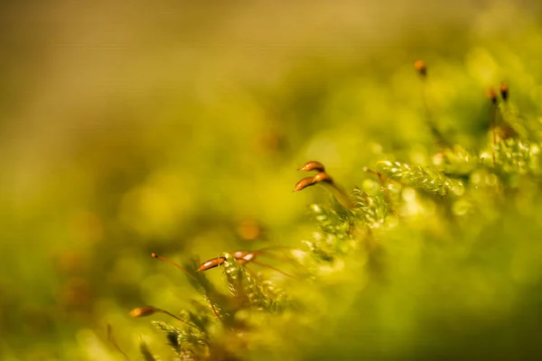 Close Fresh Moss Seedlings — Stock Photo, Image