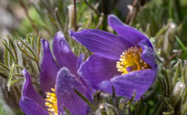 Bahar mevsiminde Almanya 'da çekilmiş mor pask çiçeğinin yakın çekimi.