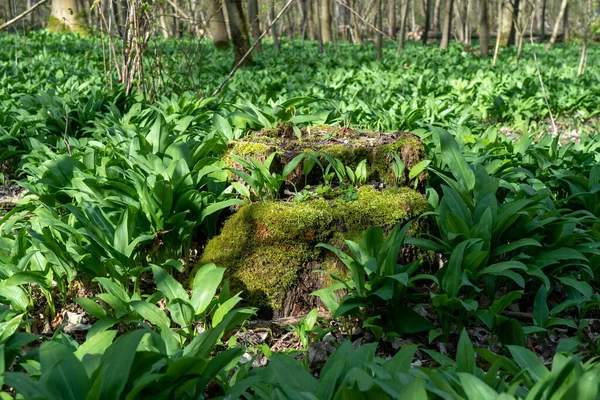 Campo Alho Selvagem Durante Primavera Uma Floresta Perto Vilbel Ruim — Fotografia de Stock