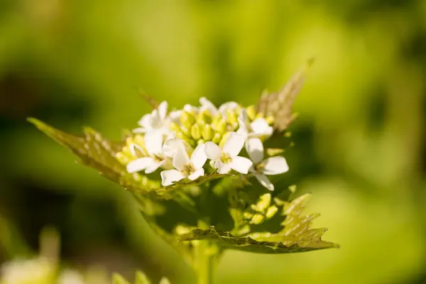 Зблизька Білої Квітучої Аліари Petiolata Knoblauchsrauke Лісі Туманному Зародковому — стокове фото