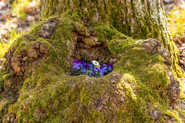 Blumen Gepflanzt Einem Baumloch Neben Einem Wanderweg Zum Aussichtspunkt Rotenfels — Stockfoto