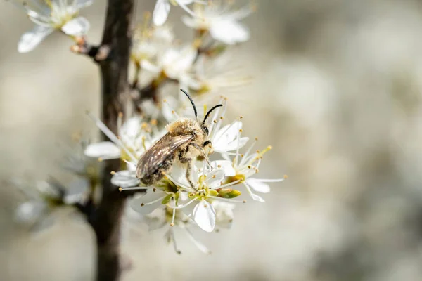 Κοντινή Εικόνα Μιας Μέλισσας Μεταξιού Που Συλλέγει Γύρη Από Ένα — Φωτογραφία Αρχείου