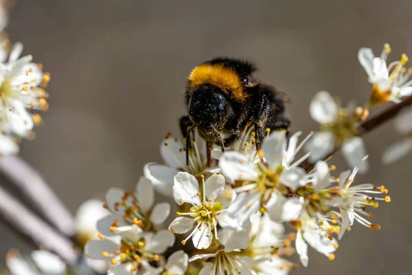 Close Bumblebee Sucking Nectar Flowering Tree Springtime Hesse Germany — Stock Photo, Image