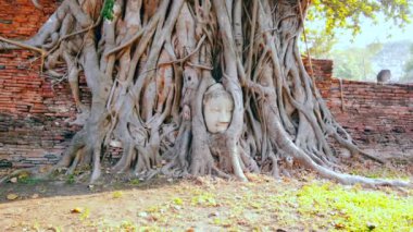 Wat Mahathat 'ın Buda Başı Büyüyen Ağaç Köklerinde Oturuyor, Ayutthaya, Tayland.