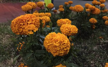 Geceleyin sefalet çiçekleri