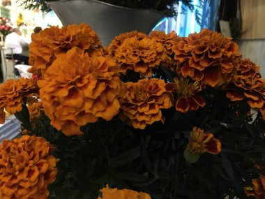 Cempasuchil çiçeklerine yakın