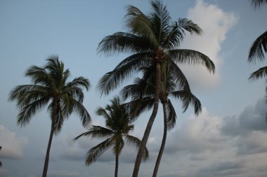 Acapulco palmiyeleri yardı. Güzel gökyüzü.