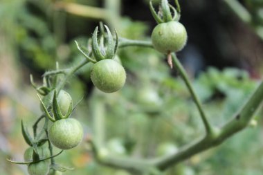 yeşil kiraz domatesleri çiftlikte güneşli bir yaz günü yetişiyor.