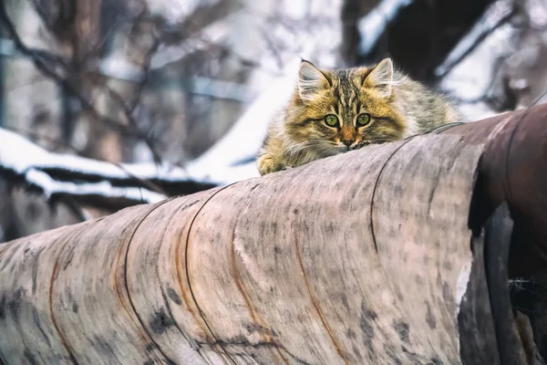 Gatto Stradale Nasconde Nell Inverno Tubi Principale Scaldante — Foto Stock