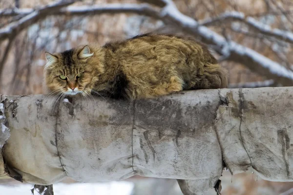 Street Cat Warms While Sitting Pipes Heating Main — Stock Photo, Image