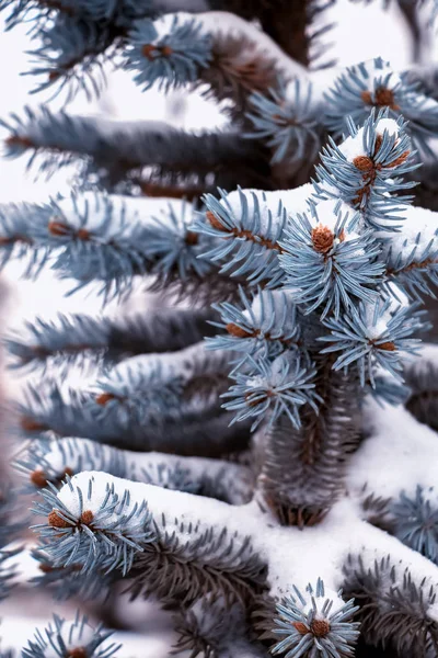 Met Sneeuw Bedekte Takken Van Blauwe Sparren — Stockfoto