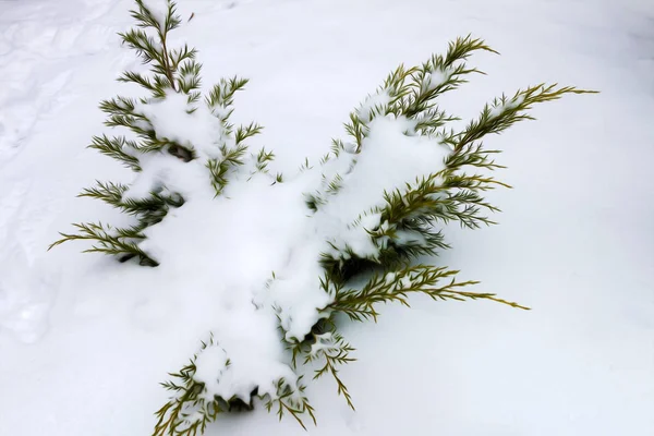 被雪覆盖的小红杉灌木 — 图库照片