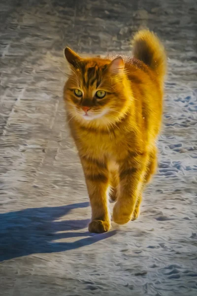 Gato Vermelho Está Andando Longo Uma Estrada Nevada — Fotografia de Stock