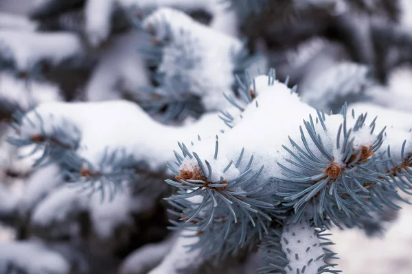 Снігова Гілка Блакитної Ялини — стокове фото