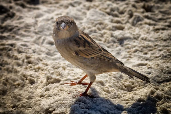 Sperling Hautnah Sand — Stockfoto