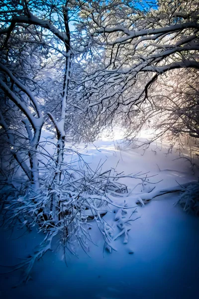 Fundo Natal Snowdrifts Cobertos Neve Galhos Árvores Floresta — Fotografia de Stock