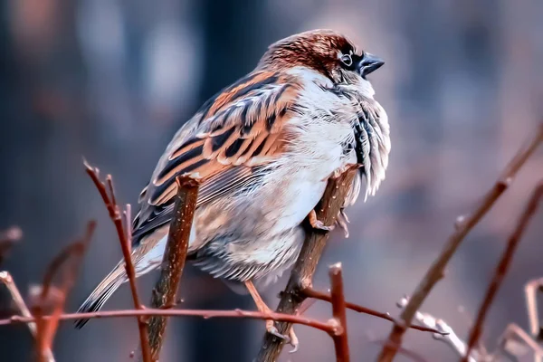 Pensive Sparrow Sits Branch — Stock Photo, Image