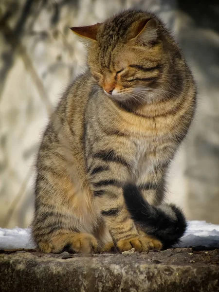 Gatto Grigio Sta Riscaldando Sonnecchiando Sotto Sole Invernale — Foto Stock