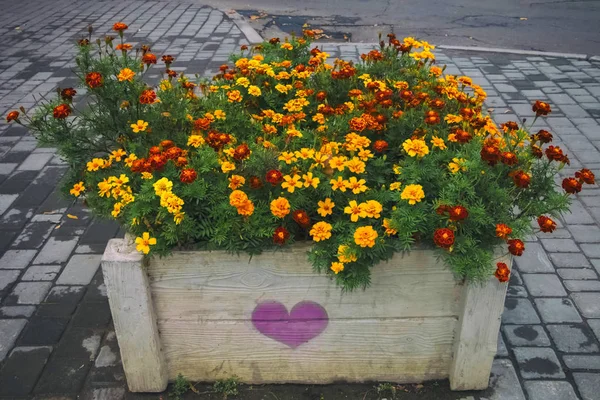 Offenes Beet Der Verliebten Mit Orangefarbenen Blüten lizenzfreie Stockfotos