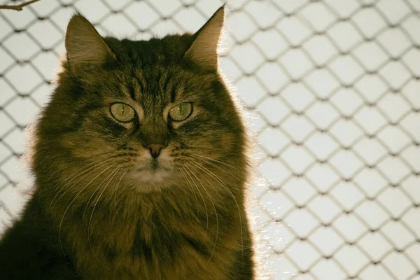 Sad cat on the background of a barrier net.