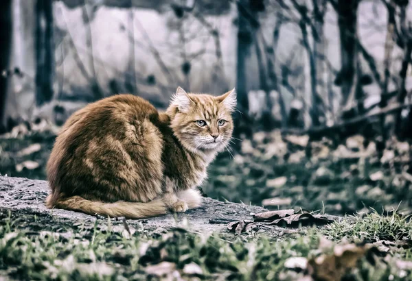 Boş bir parkta üzgün kırmızı kedi.