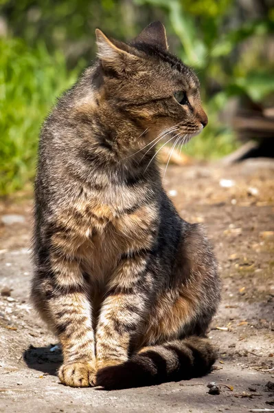 Egy Szürke Utcai Macska Óvatos Pillantása — Stock Fotó