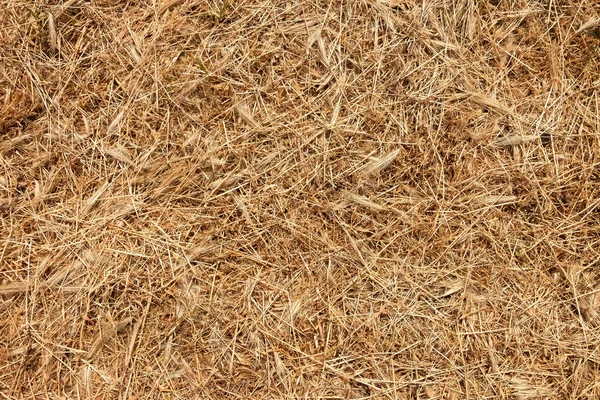 Achtergrond Textuur Van Gemaaid Droog Gras — Stockfoto