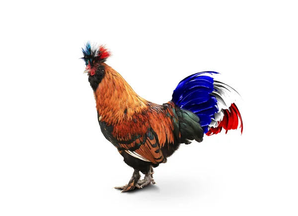 法国，法国彩色公鸡 — 图库照片