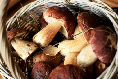 Orman enkaz ile taze mantar 