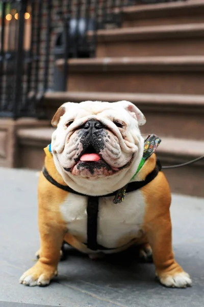 Mooie grappige hond Engels bulldog — Stockfoto