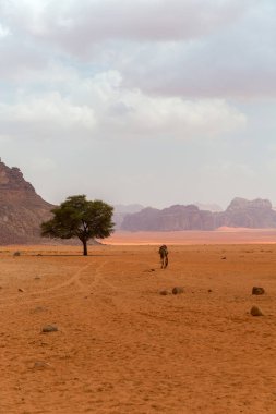 Wadi Rum Çölü manzarası