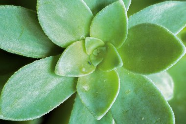 Sedum Palmeri Rosette 'in yakın çekimi