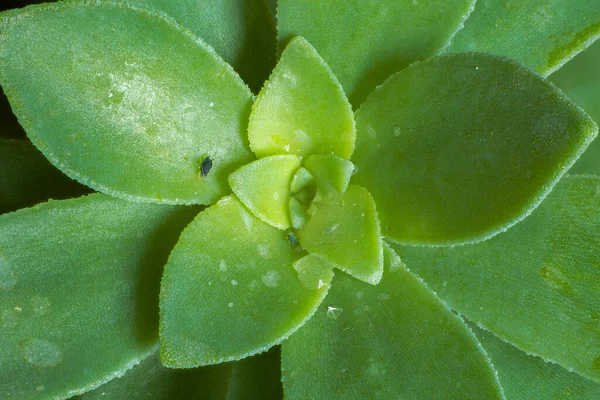 Sedum Palmeri Rosette Yakın Çekimi — Stok fotoğraf